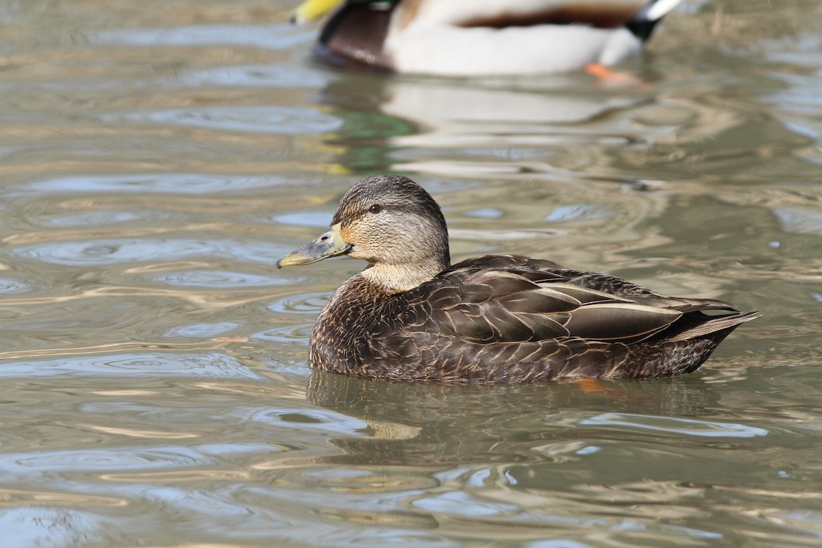 Canard noir - ML142227591