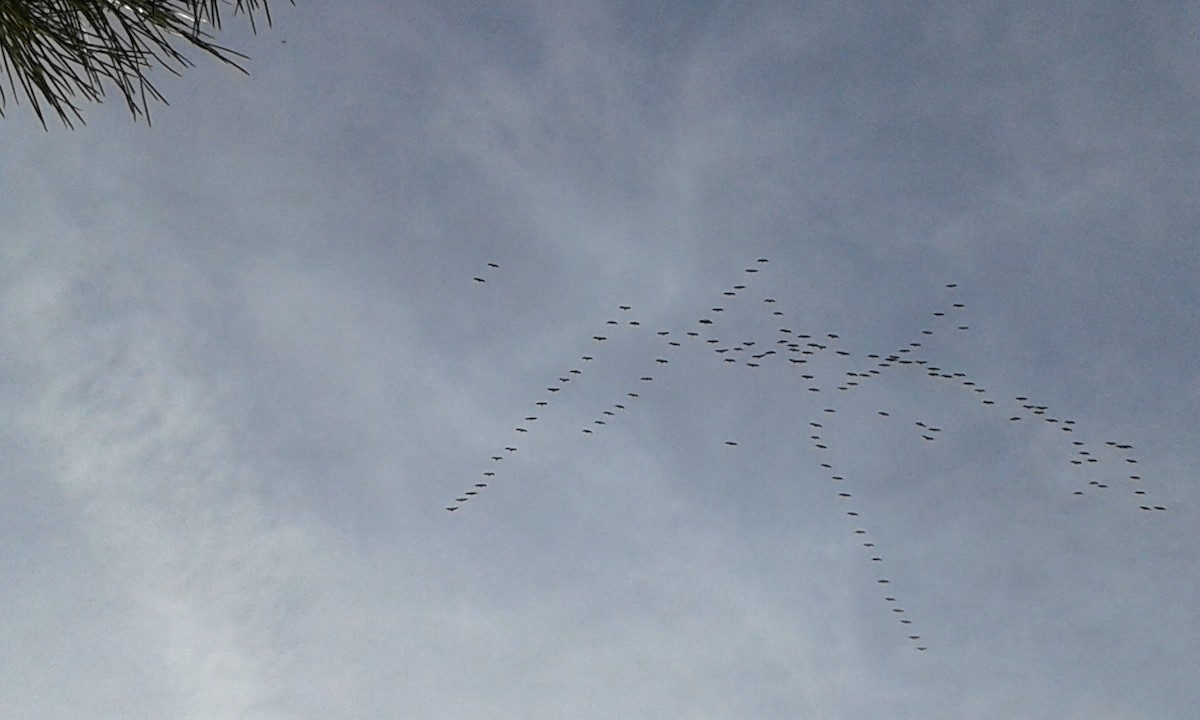 Common Crane - Cesar Clemente