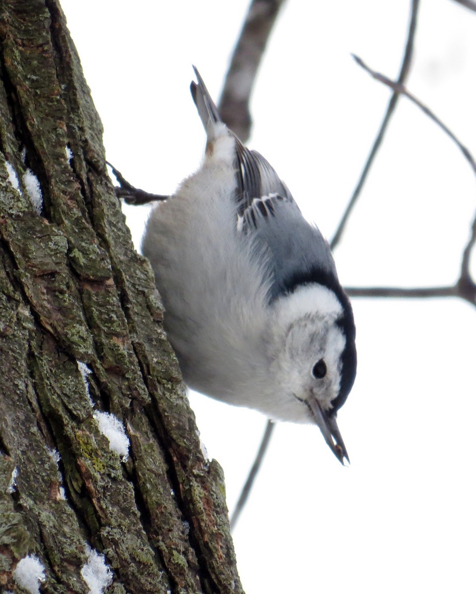 White-breasted Nuthatch - ML142231571