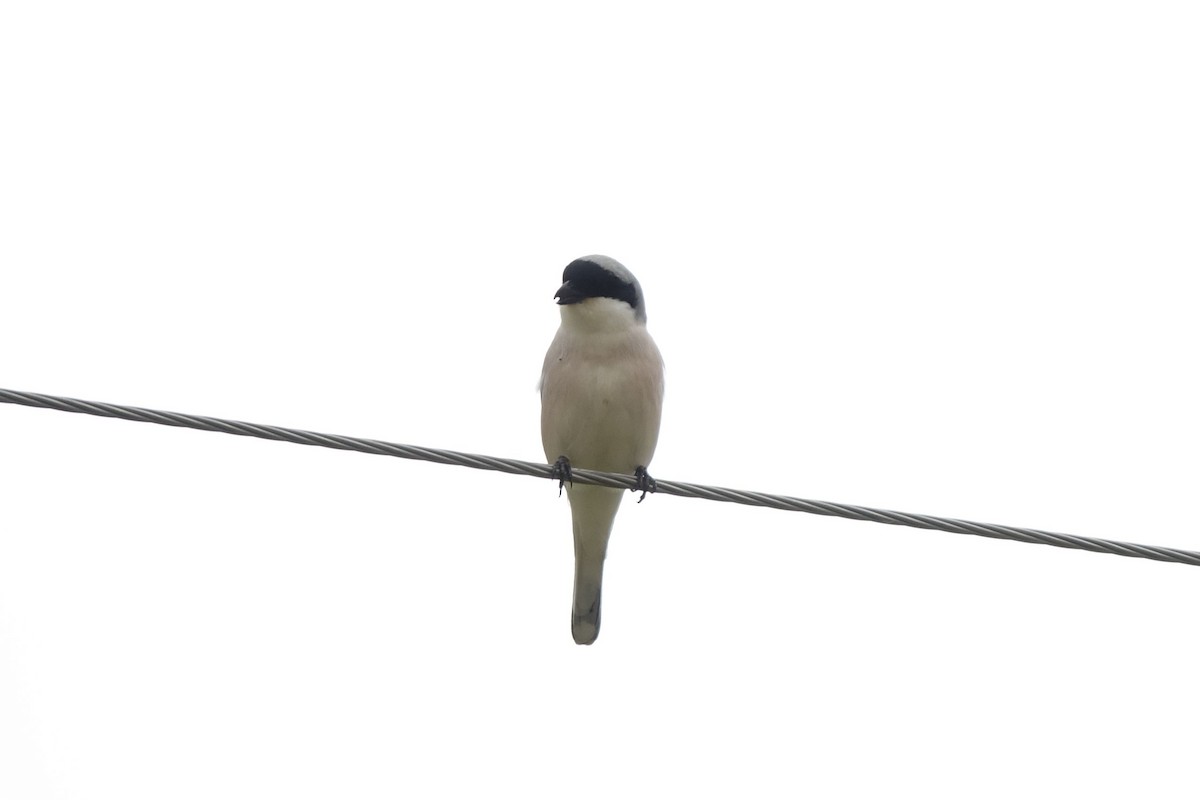 Lesser Gray Shrike - ML142231581