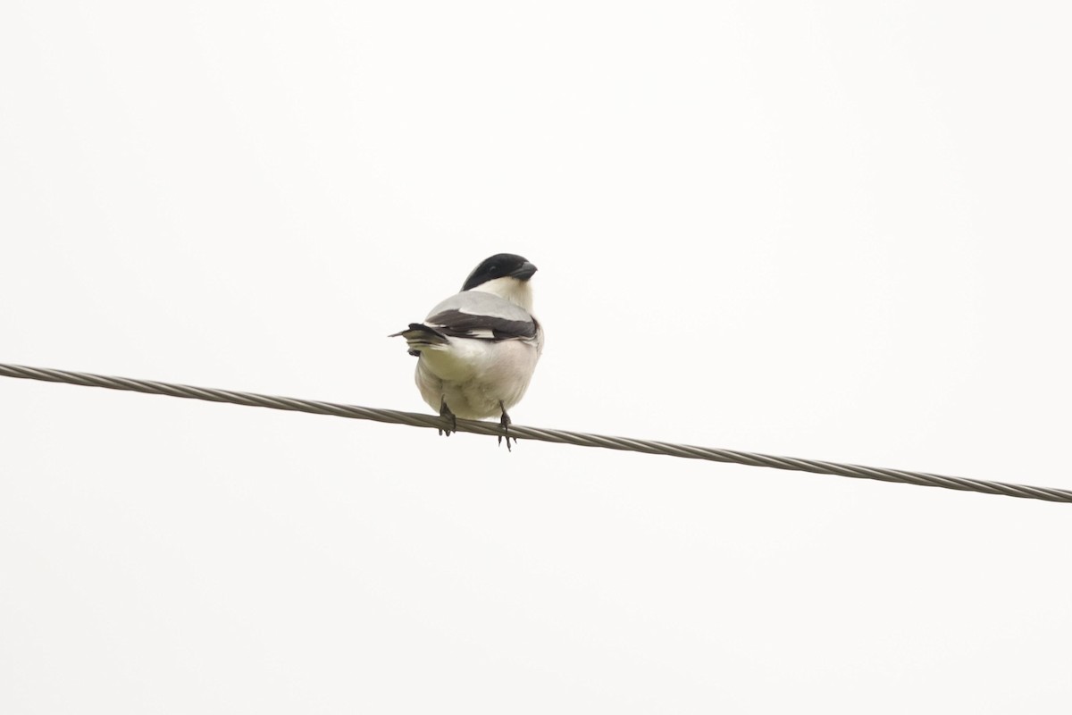 Lesser Gray Shrike - ML142231591