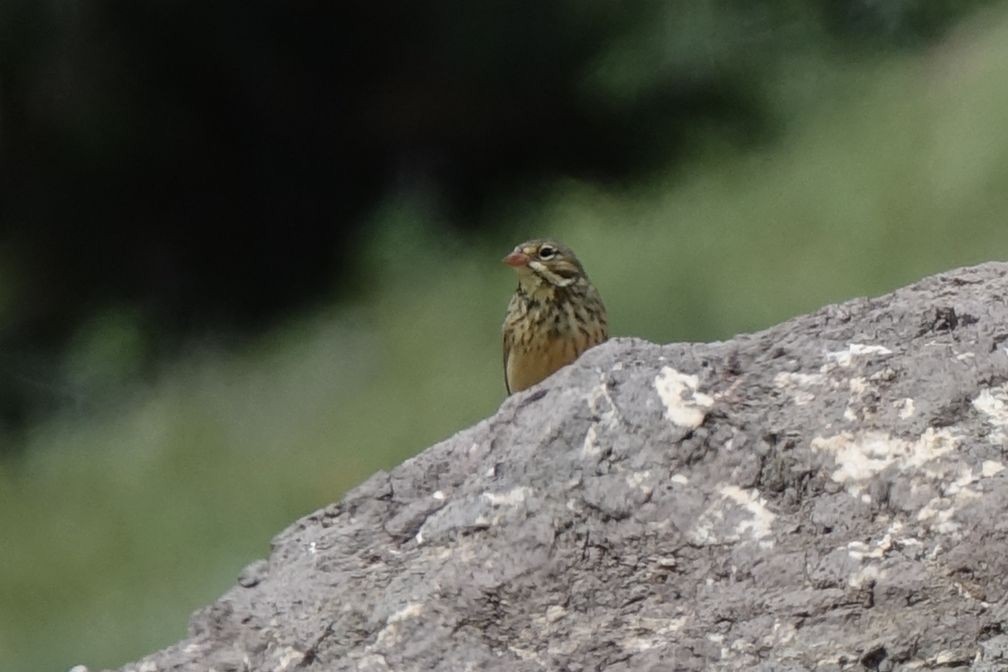 Ortolan Bunting - ML142231971