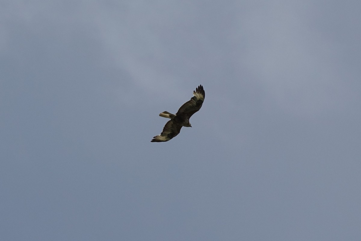 Common Buzzard (Steppe) - ML142233971