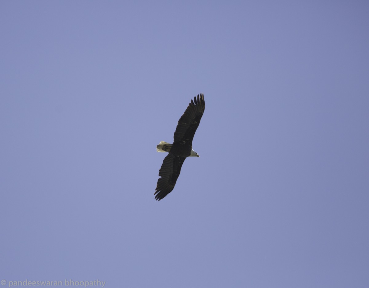 Bald Eagle - ML142235491