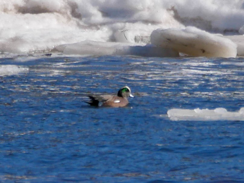 American Wigeon - ML142237331