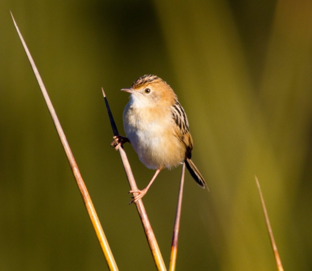 Golden-headed Cisticola - ML142238801