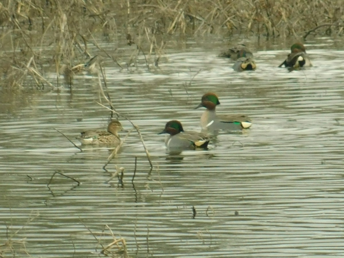 Green-winged Teal - ML142239731