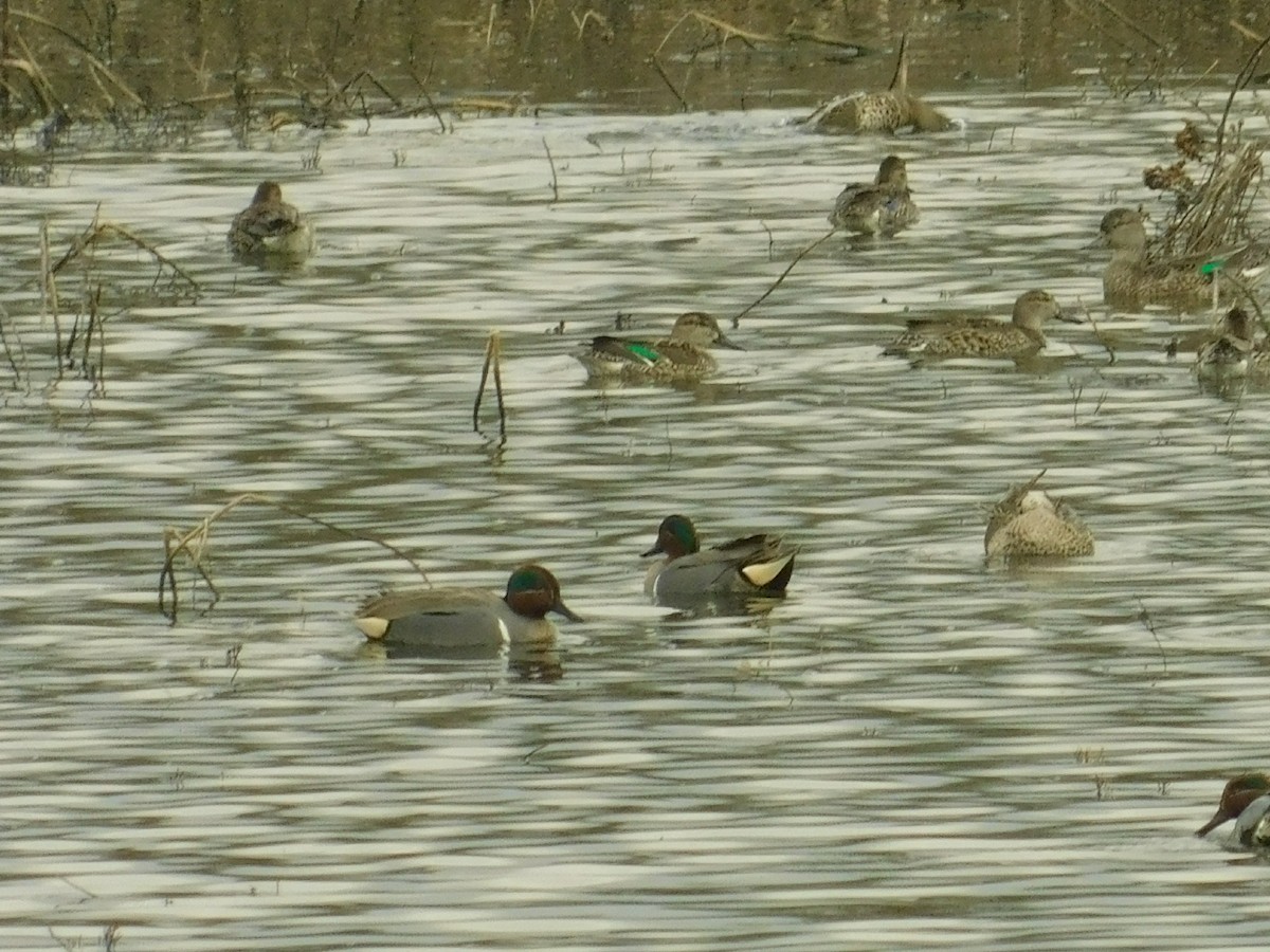 Green-winged Teal - ML142239751