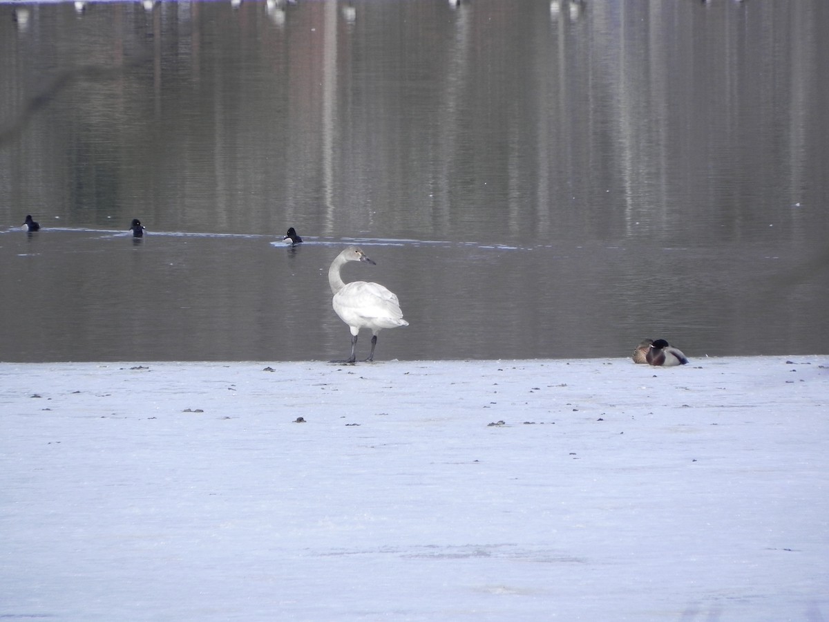 Tundra Swan - ML142240351