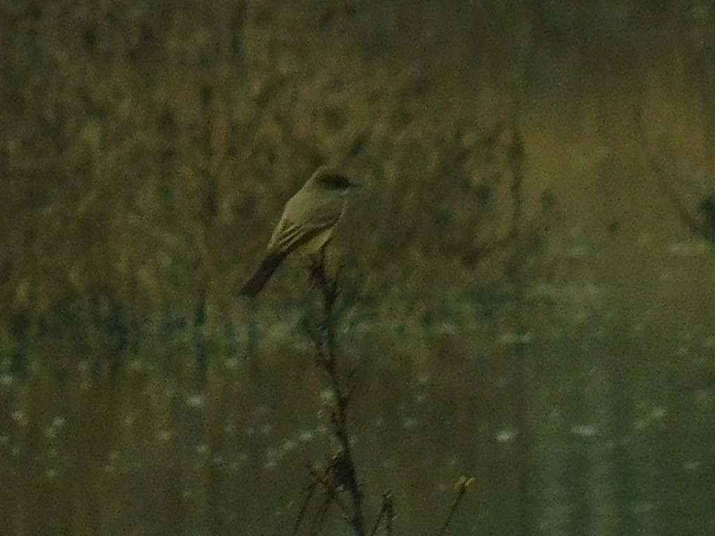 Mosquero Llanero - ML142241931