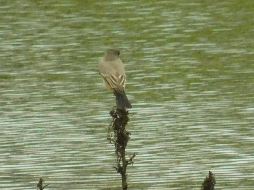 Mosquero Llanero - ML142241941