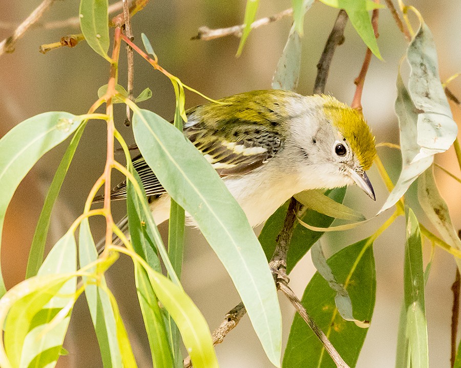 Chestnut-sided Warbler - ML142241971