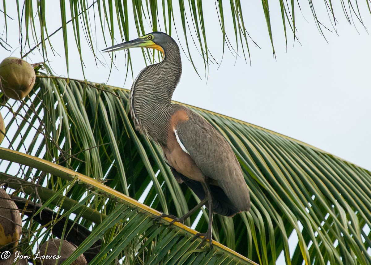 Bare-throated Tiger-Heron - ML142242001