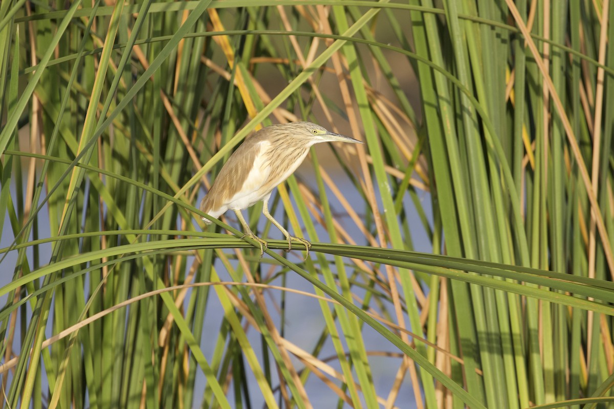 Squacco Heron - Rachel Lawrence