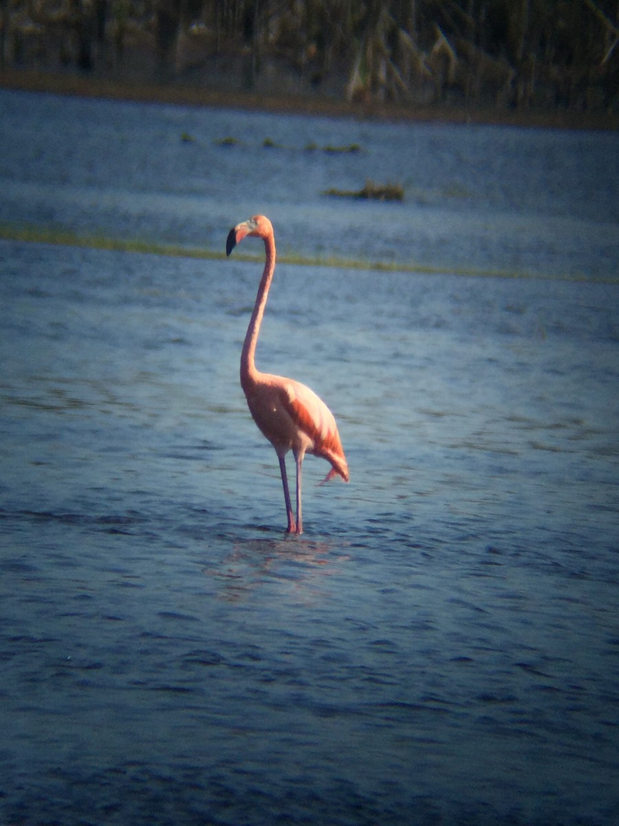 Amerika Flamingosu - ML142245631
