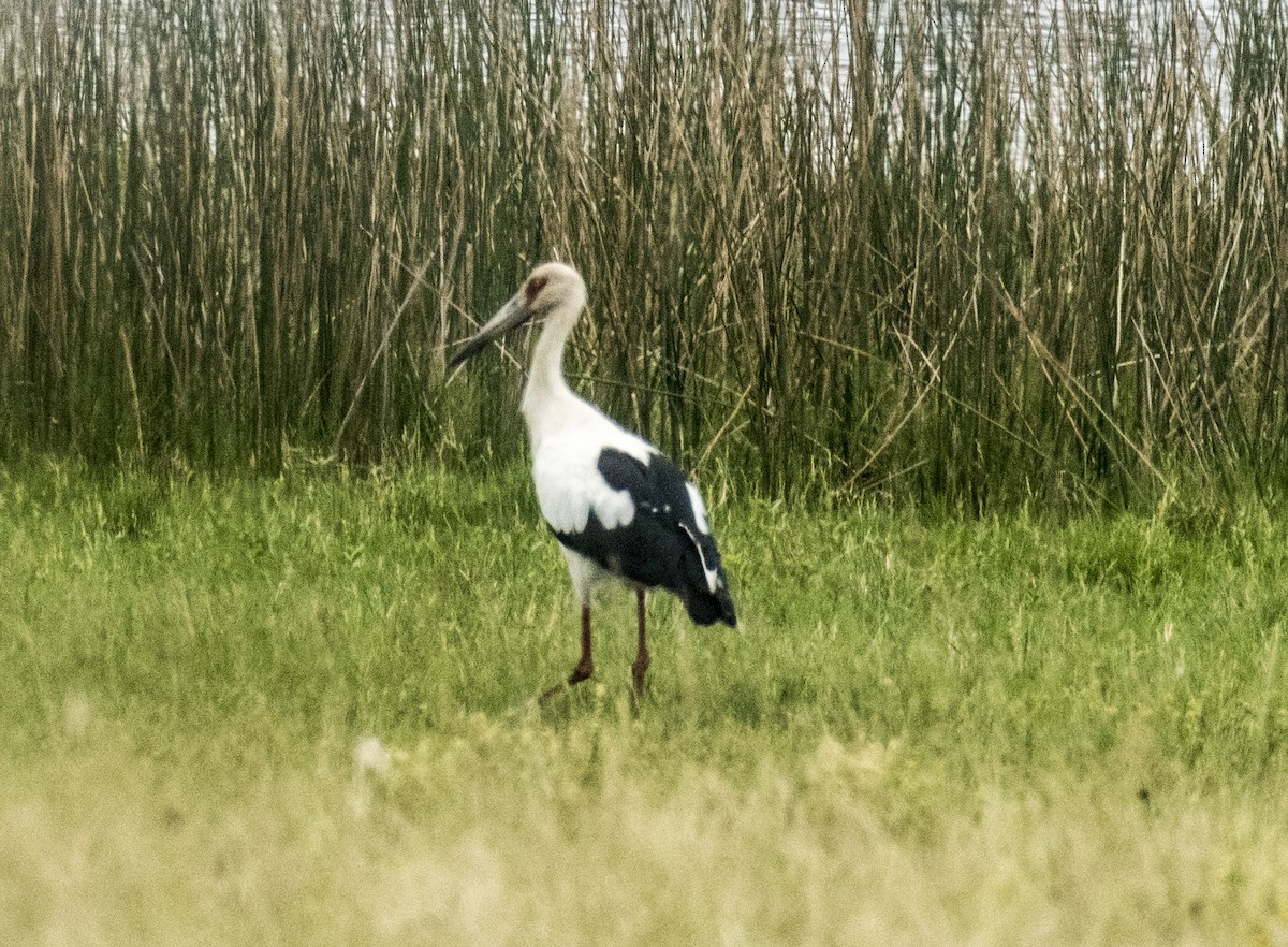 Maguari Stork - OA Danielson