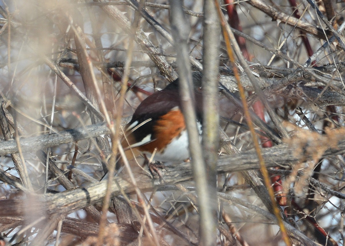 Eastern Towhee - ML142245671