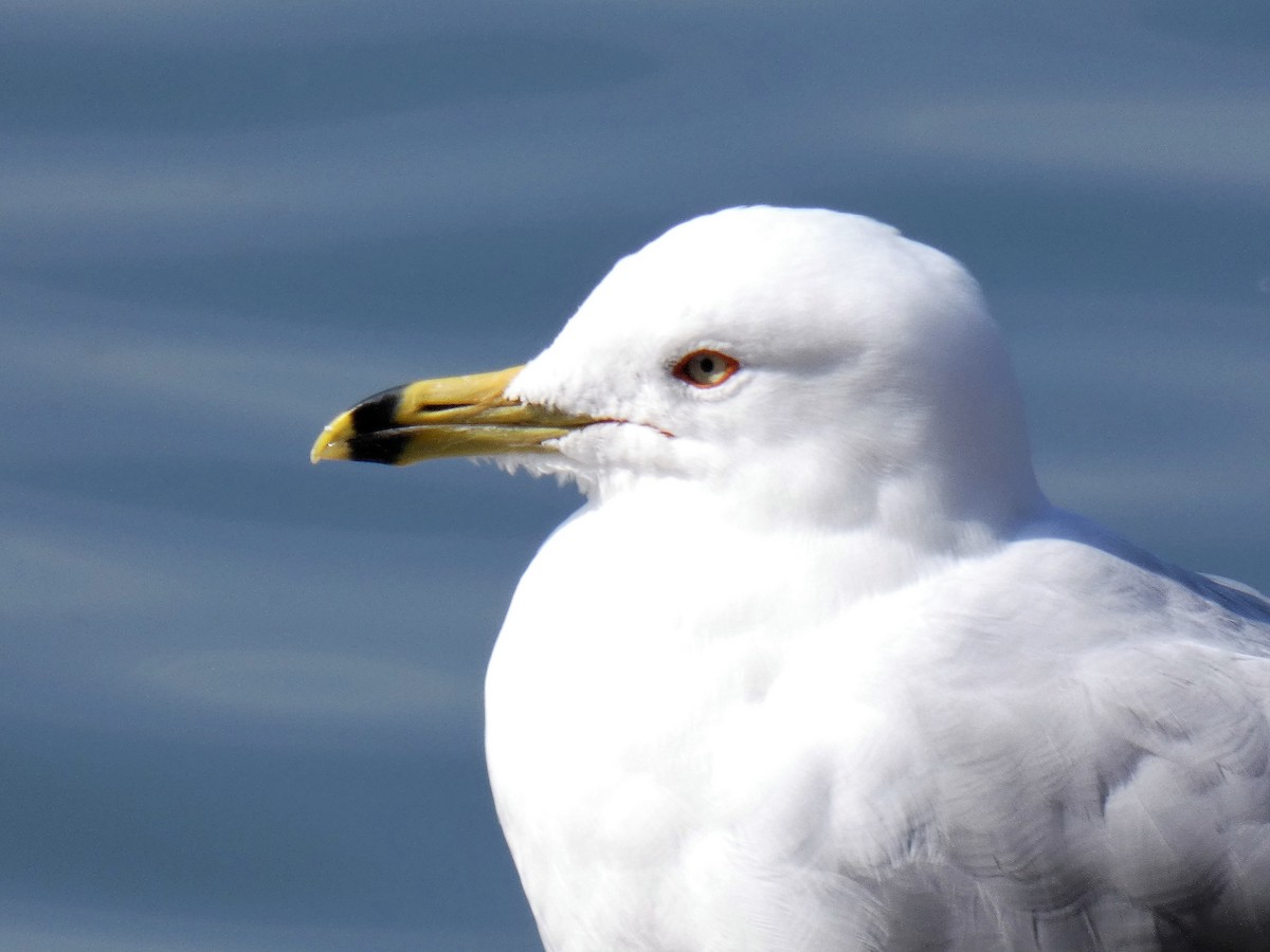 Ring-billed Gull - ML142245741