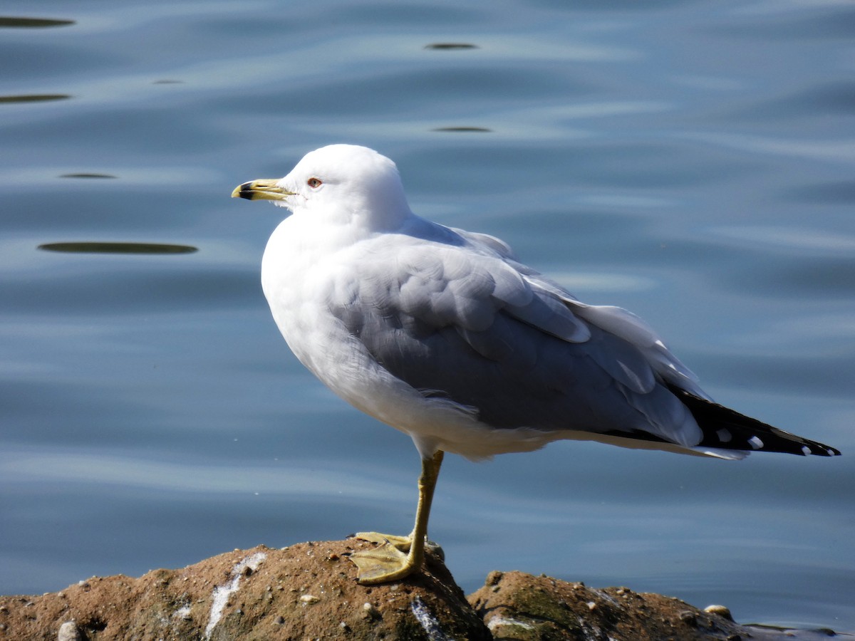 Ring-billed Gull - ML142245751