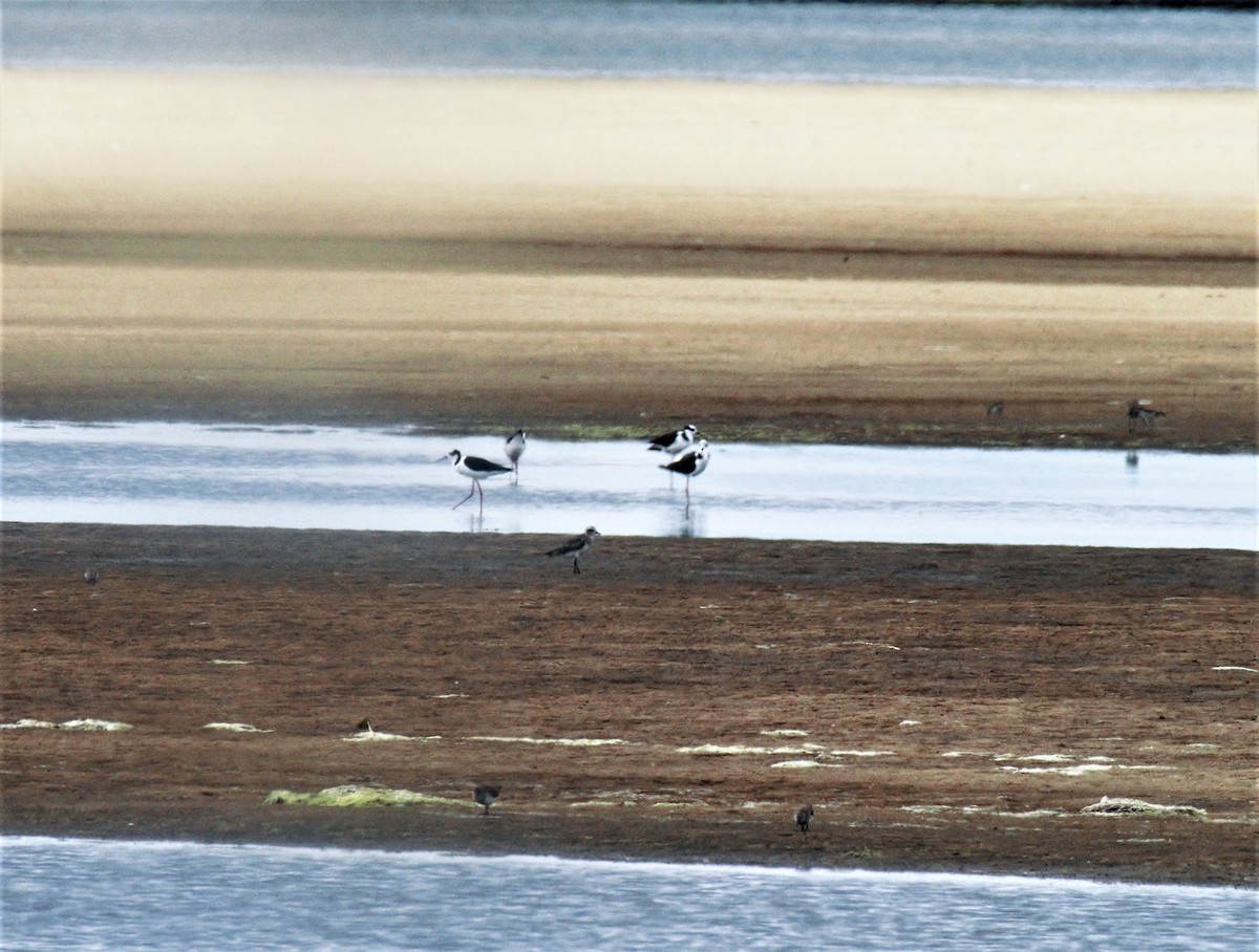 Black-necked Stilt - OA Danielson