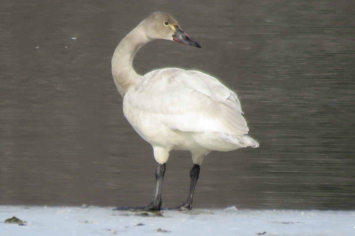 Tundra Swan - ML142247311