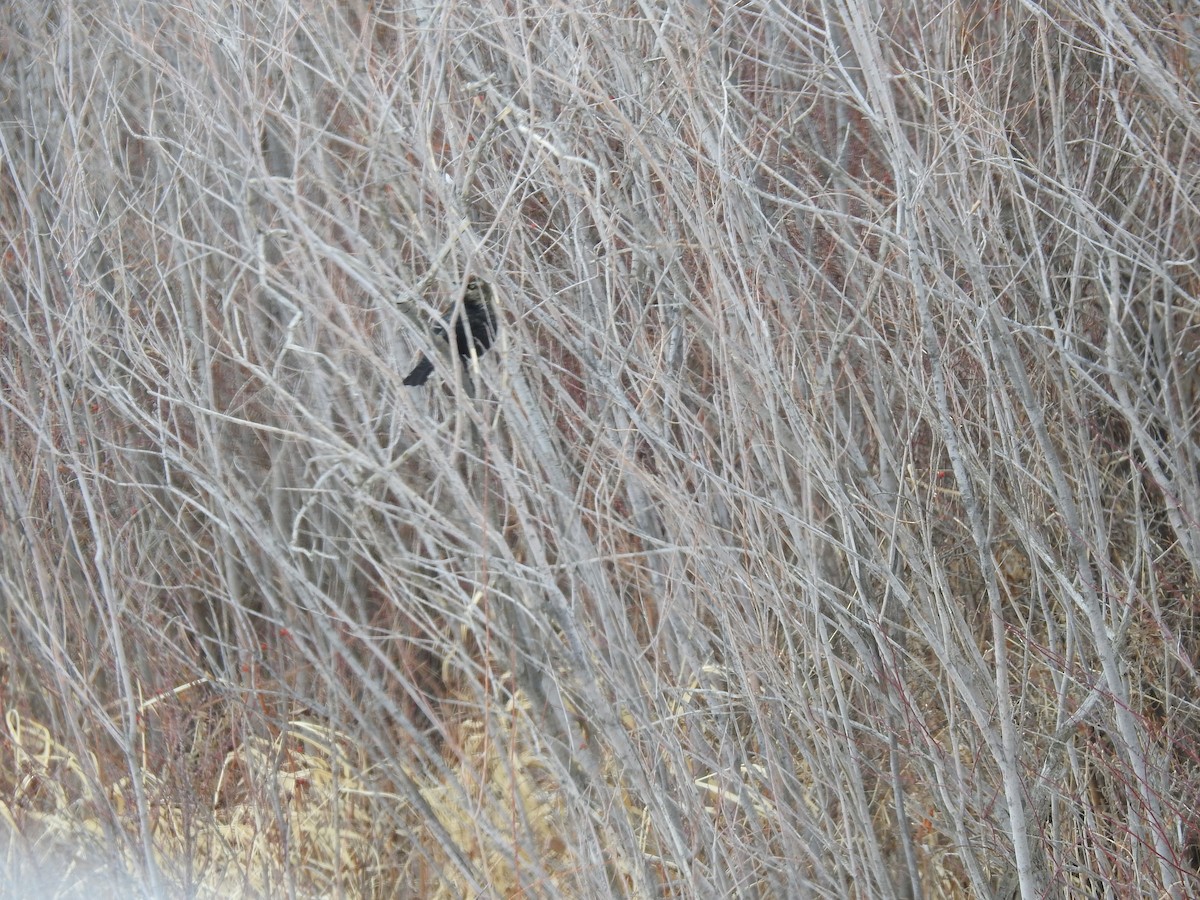 Rusty Blackbird - ML142248901