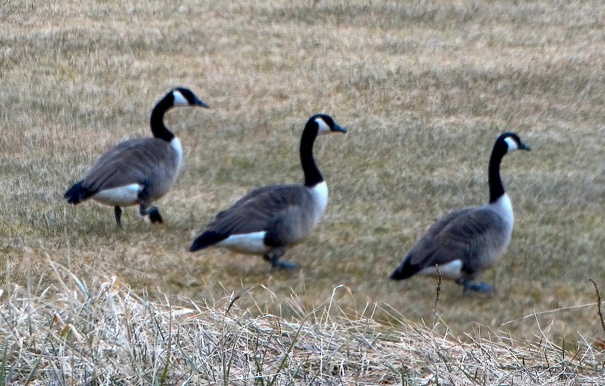 Canada Goose - ML142249301