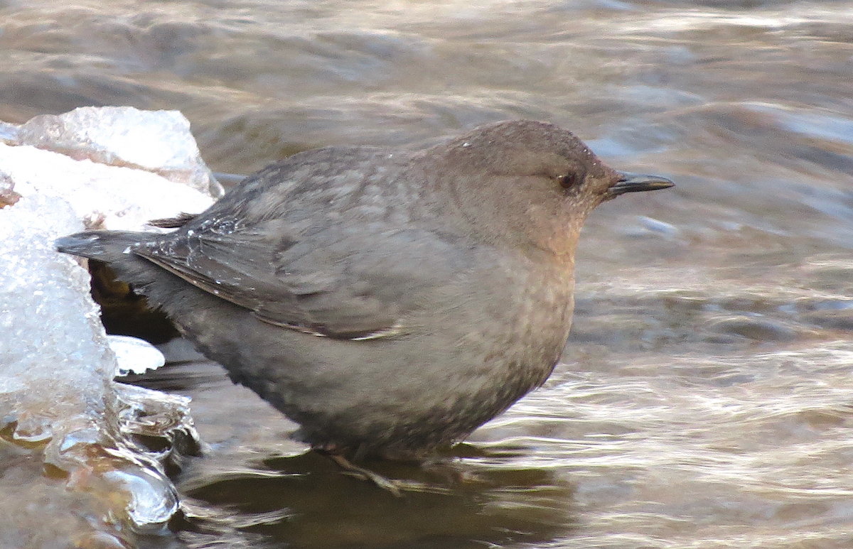 American Dipper - ML142249671