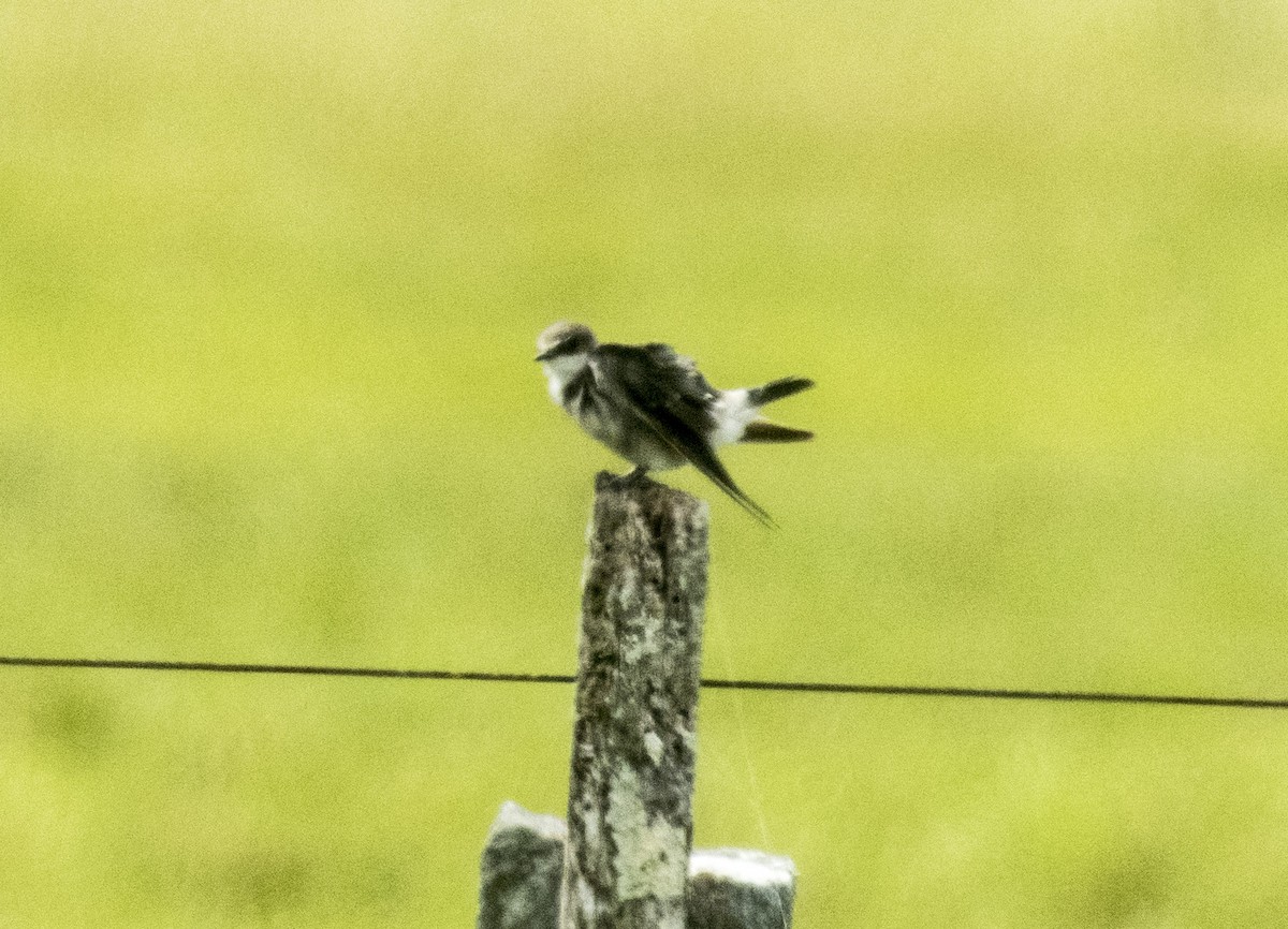 Golondrina Cejiblanca - ML142250101