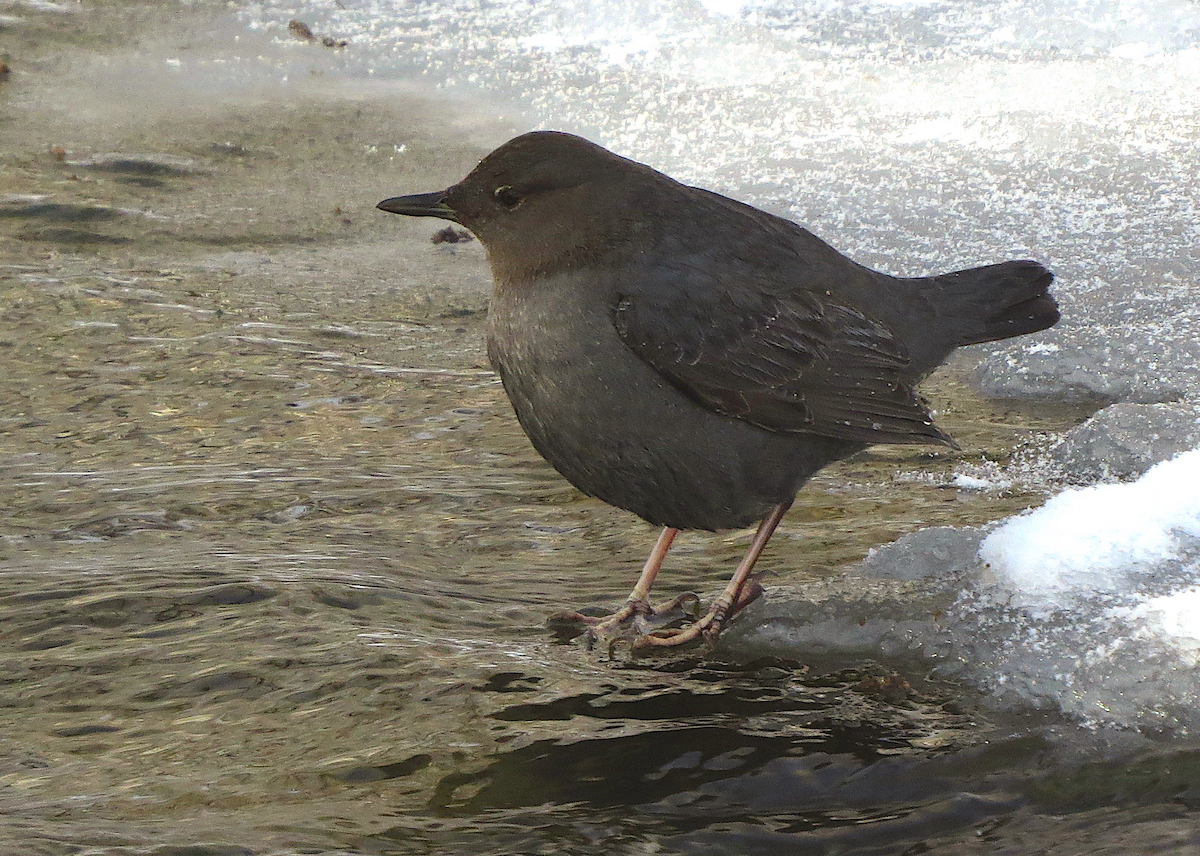 American Dipper - Ted Floyd