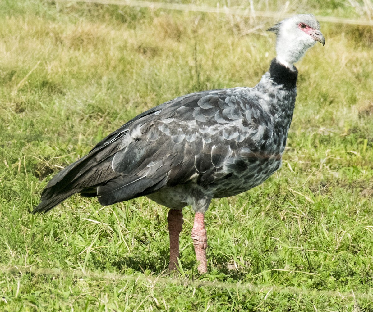 Southern Screamer - OA Danielson