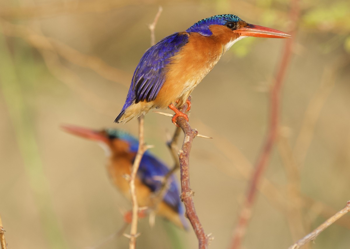 Malachite Kingfisher - ML142251671