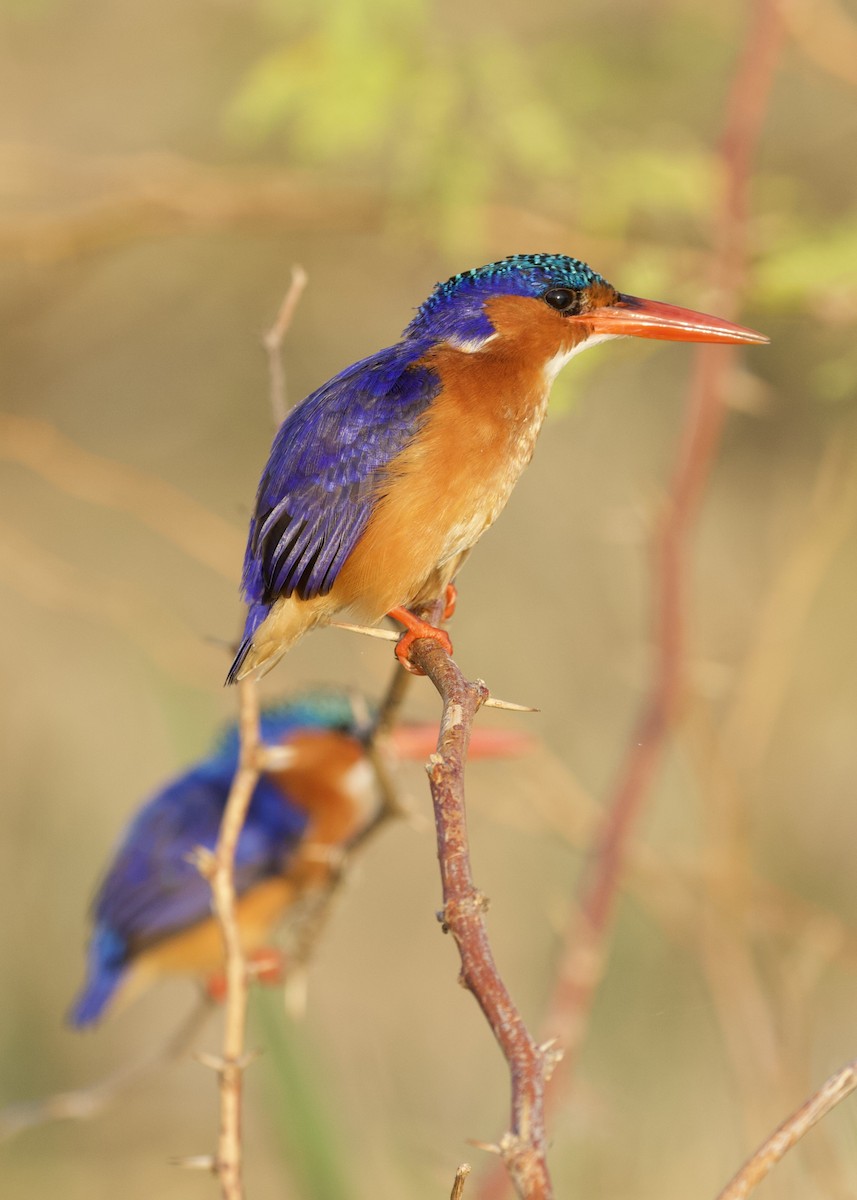 Malachite Kingfisher - ML142251681