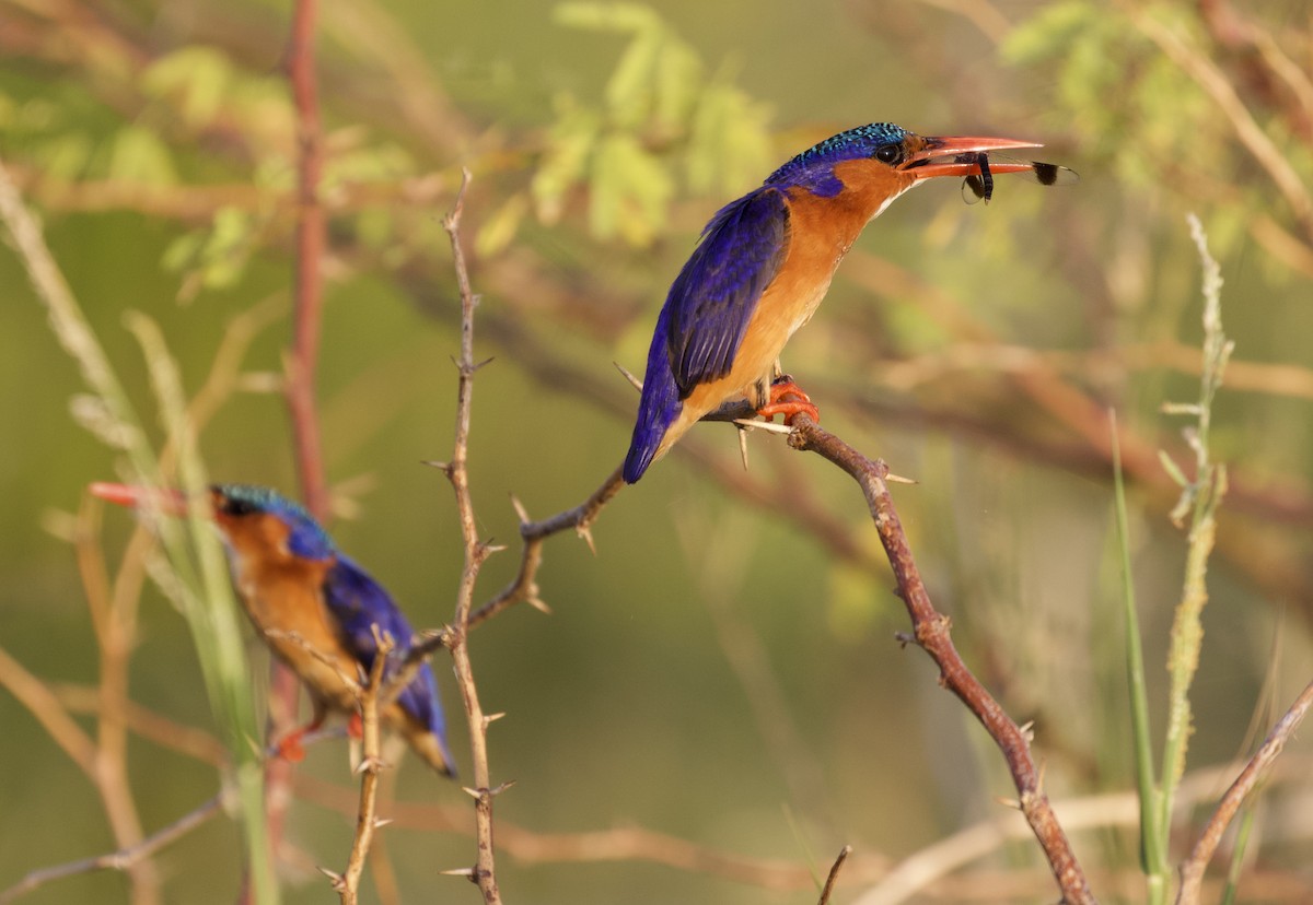 Malachite Kingfisher - Rachel Lawrence