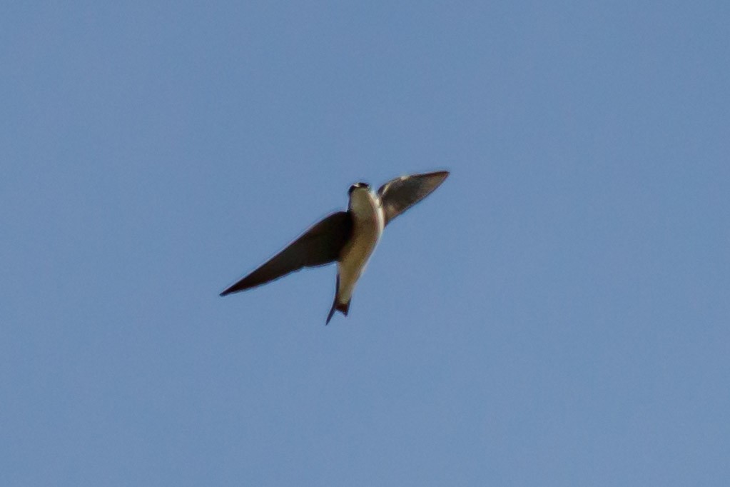 Tree Swallow - Carole Rose