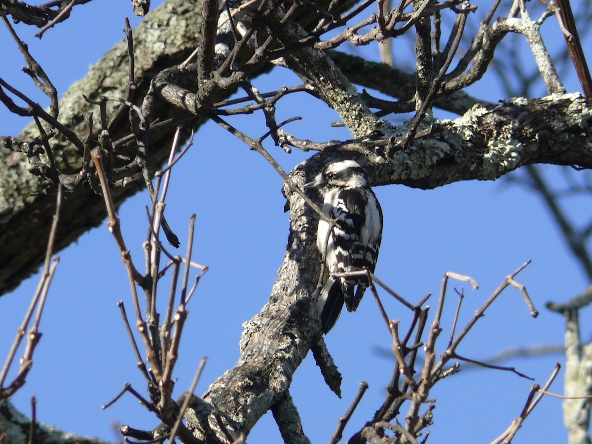 Downy Woodpecker - ML142255621