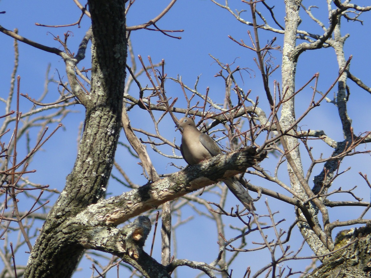 Mourning Dove - ML142255781