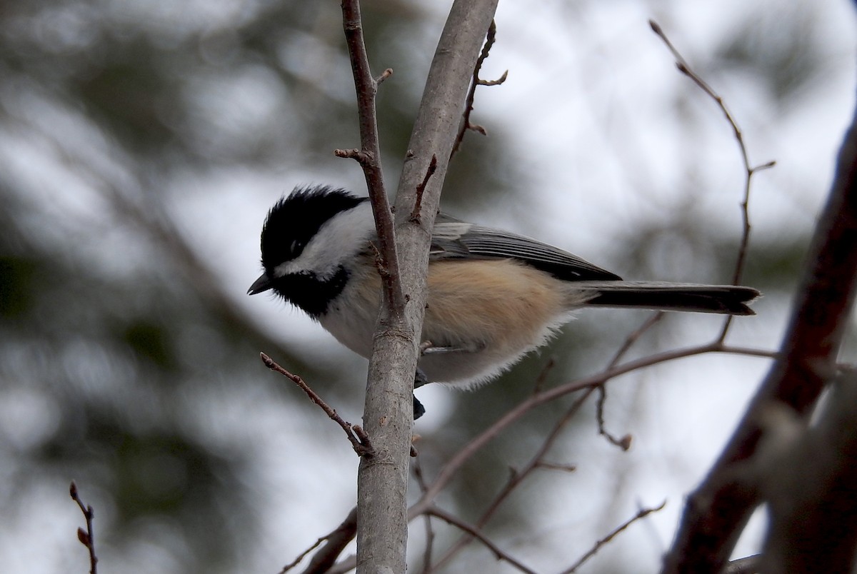 Black-capped Chickadee - ML142255871