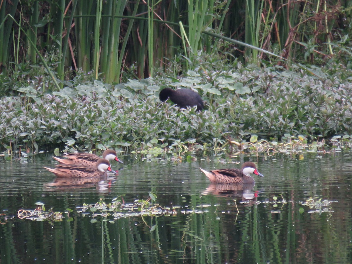 White-cheeked Pintail - ML142256591