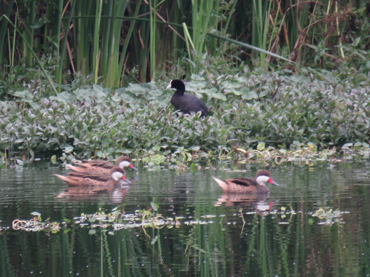 White-cheeked Pintail - ML142256881