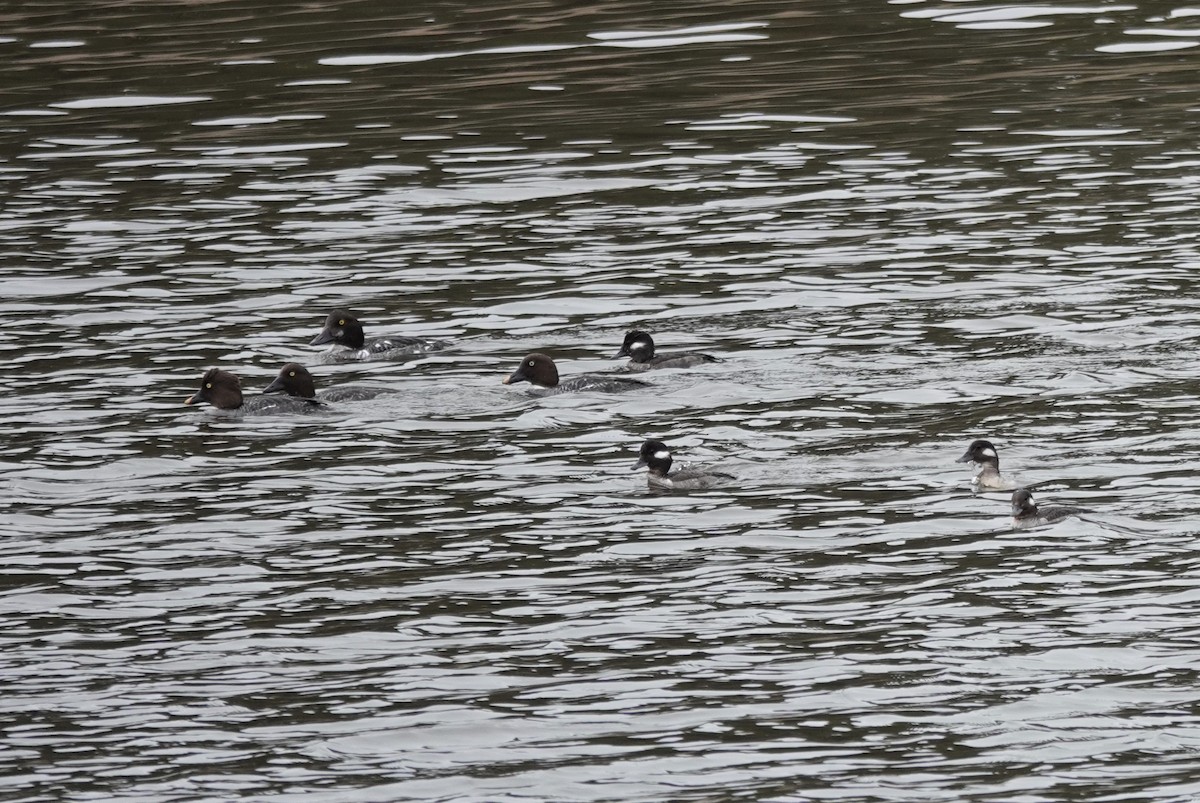 Common Goldeneye - ML142257011