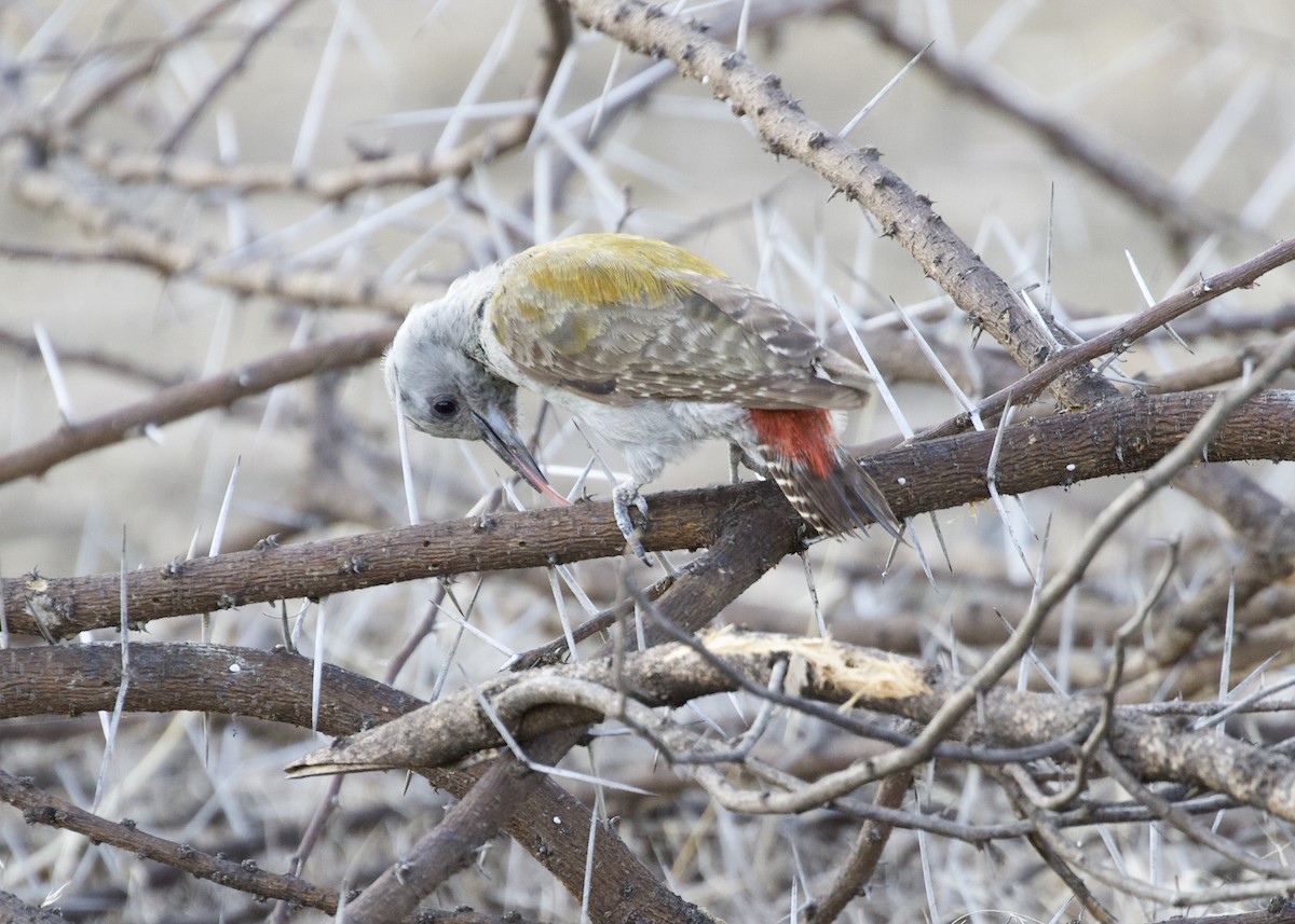 African Gray Woodpecker - ML142257151