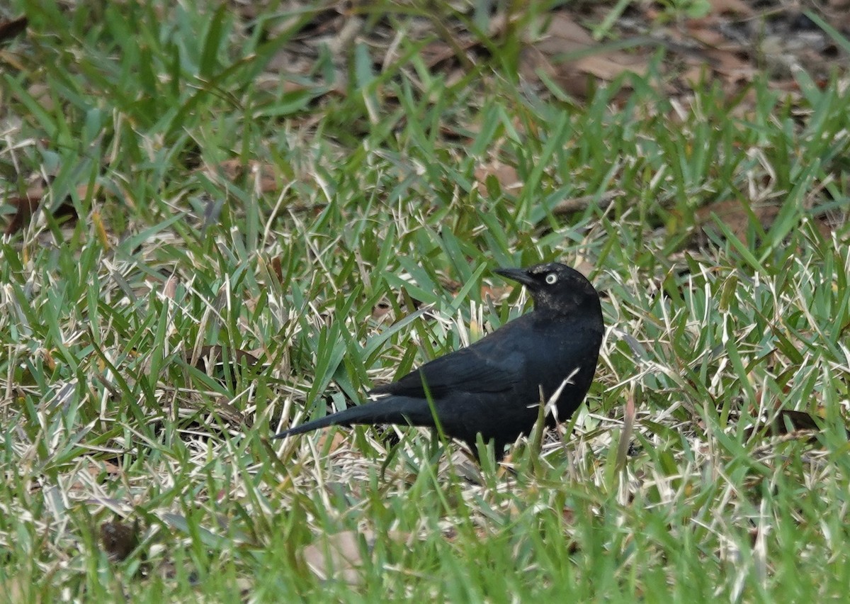 Rusty Blackbird - ML142257571