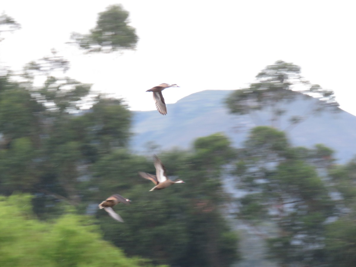 White-cheeked Pintail - ML142257741