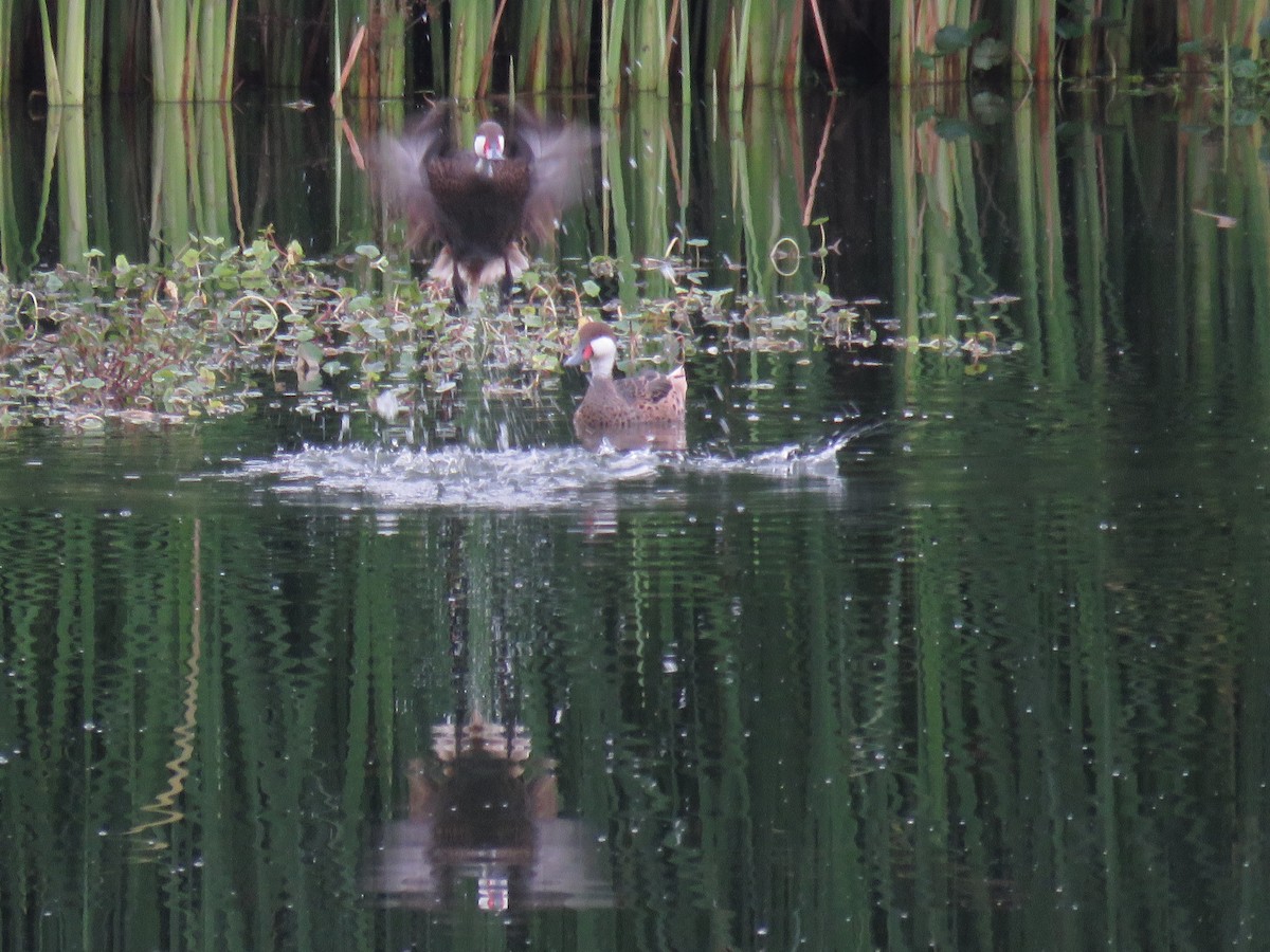 White-cheeked Pintail - ML142258581