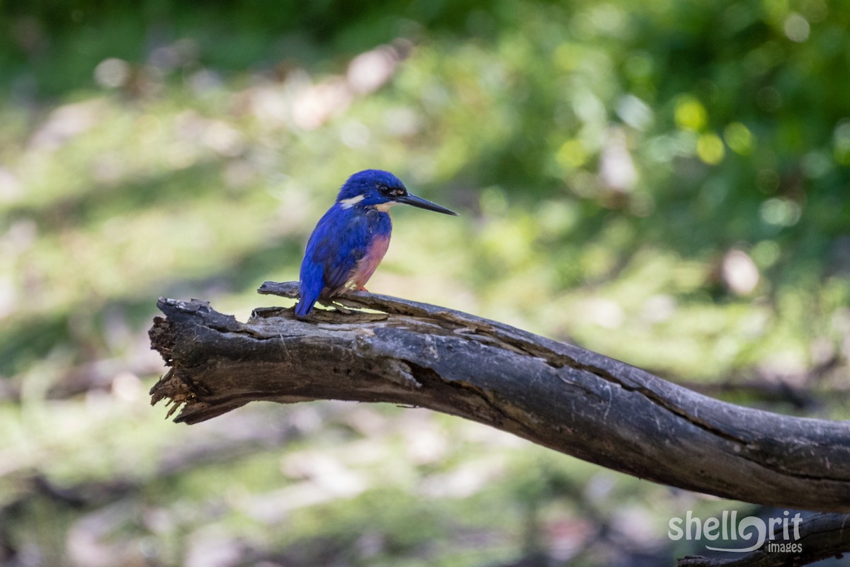 Azure Kingfisher - ML142259051