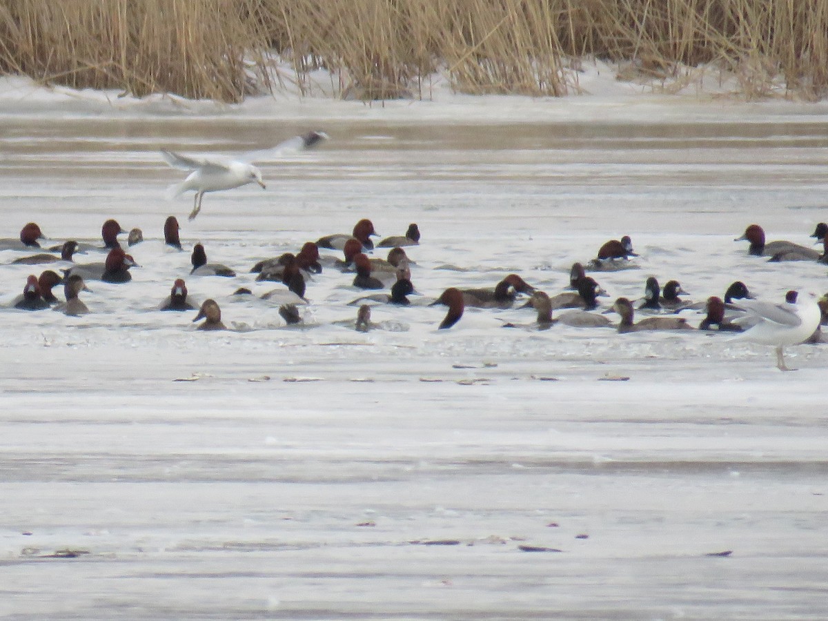 Canvasback - ML142259091