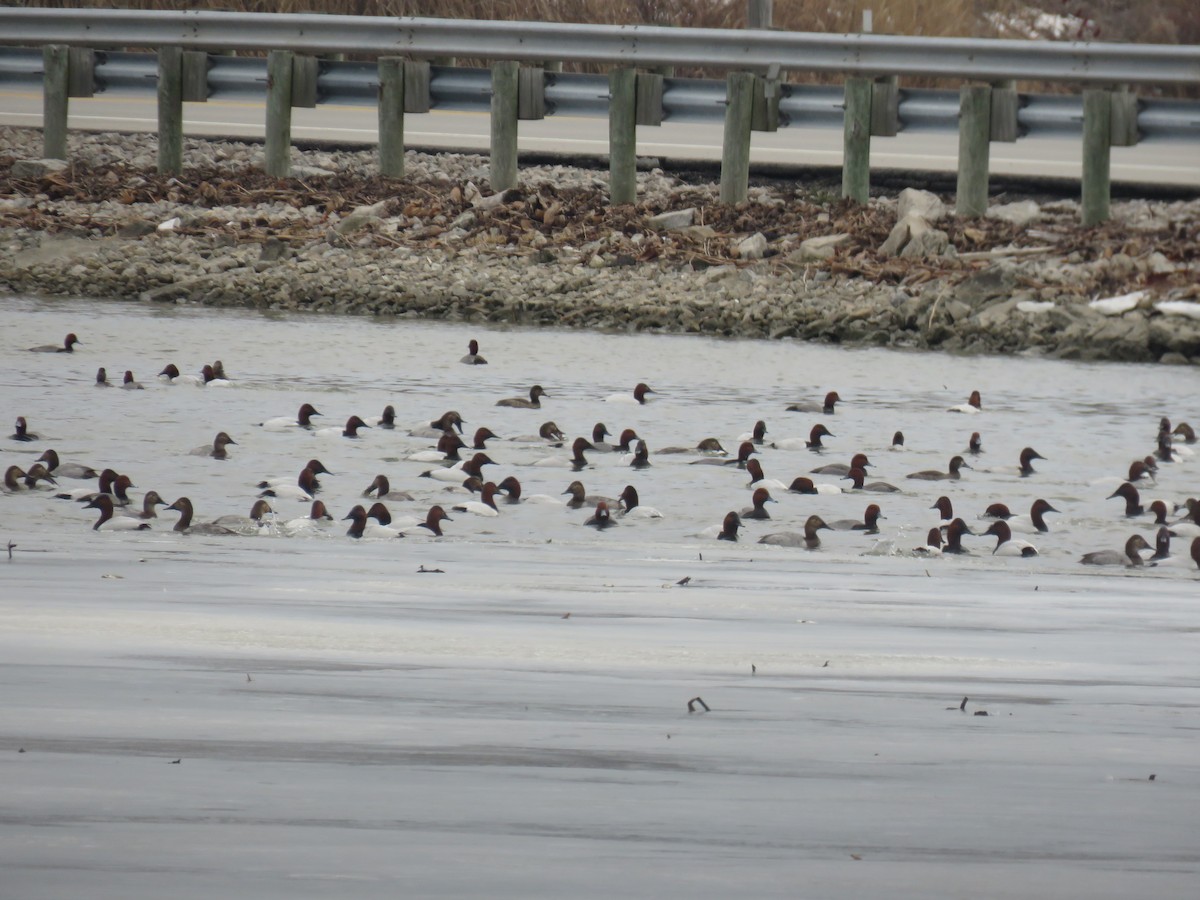 Canvasback - ML142259241