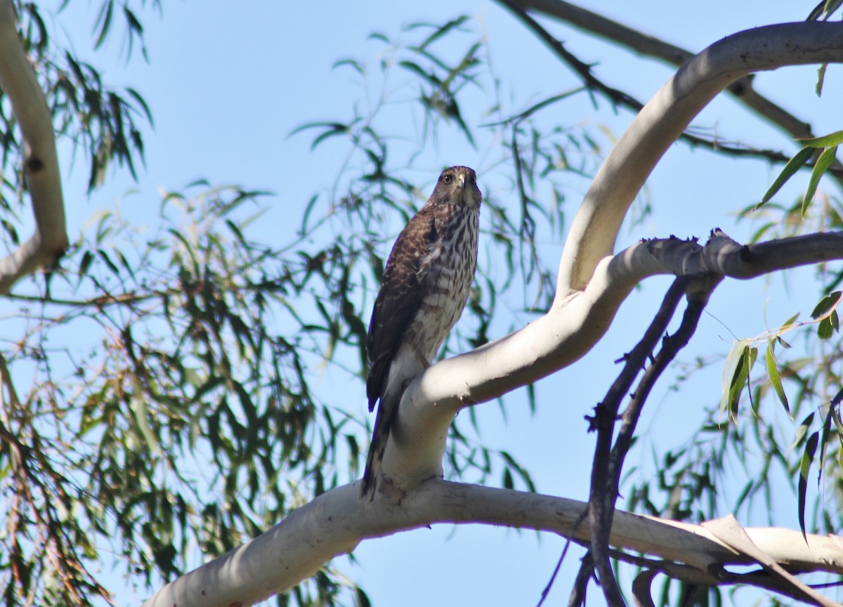 Cooper's Hawk - ML142261721