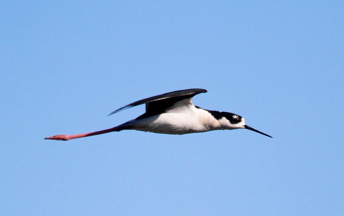 Black-necked Stilt - ML142265491